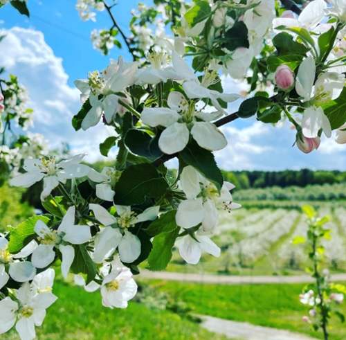 photo of apple blossoms