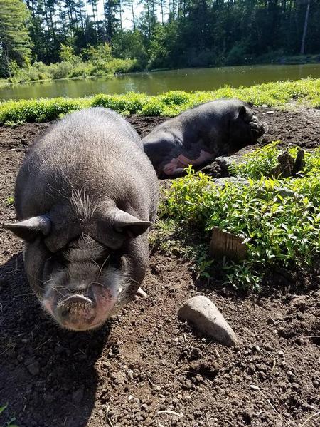  - Hogs on the farm