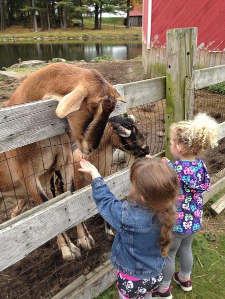  - Petting the Goats
