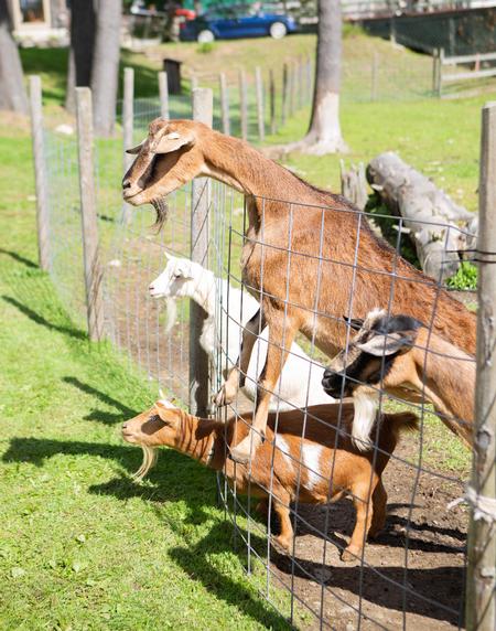 Bunch’a Goats