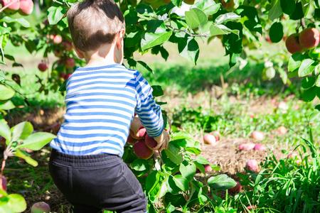 Picking Apples