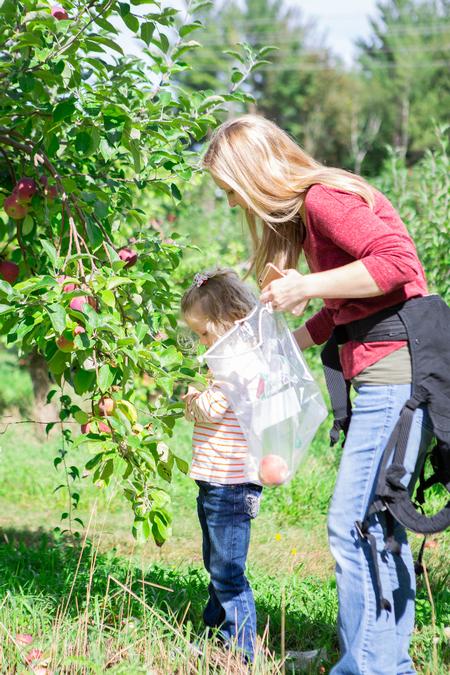 Picking Apples