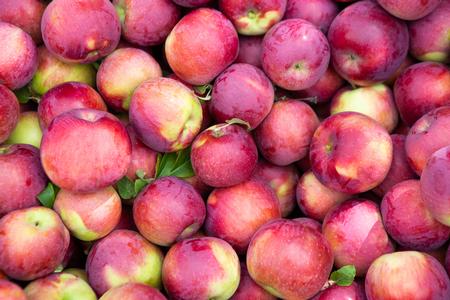 Cider Apples